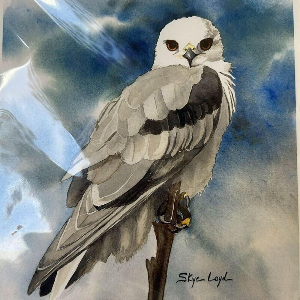 Skye Loyd White Tailed Kite Watercolor Print 8.5”x 11” Bird Of Prey Artwork New